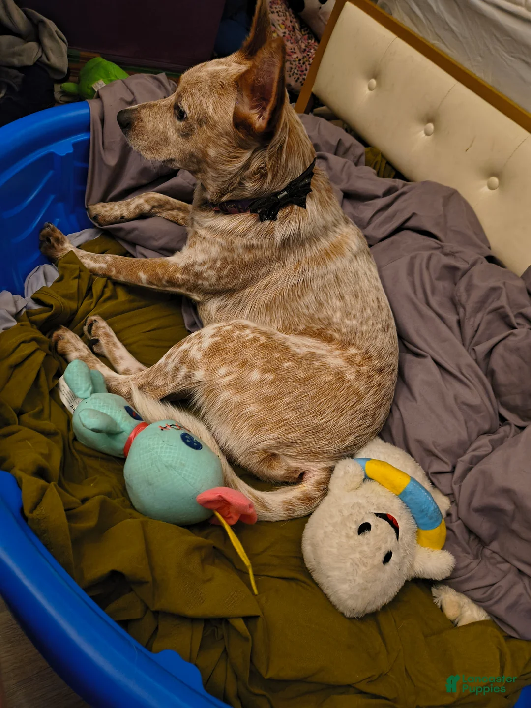 Australian Cattle Dog dogs for stud: STUD SERVICE $500 - Ad 18