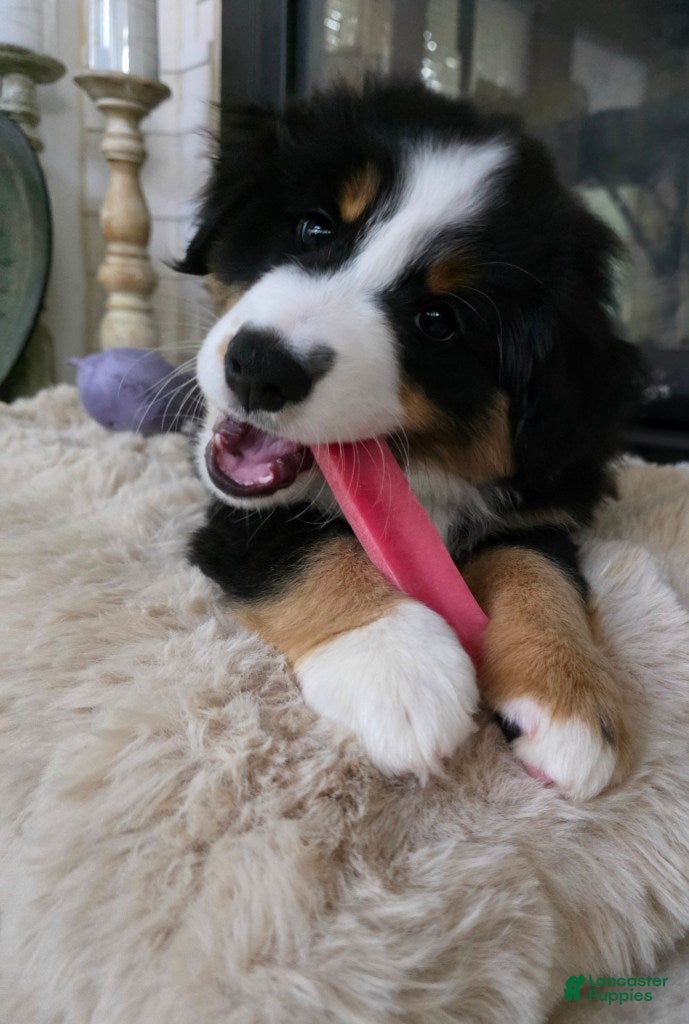 Miniature Australian Shepherd dogs for sale: Gunner - Ad 16