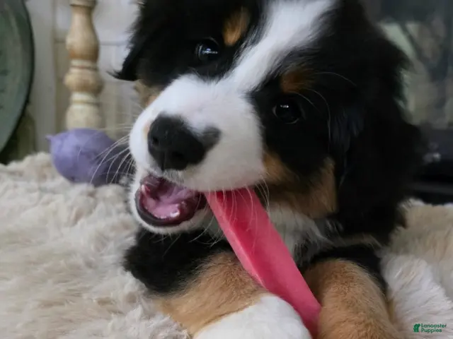 Miniature Australian Shepherd dogs for sale: Gunner - Ad 16