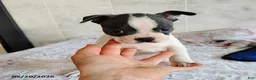 Boston Terrier dogs for sale: Ronnie - Ad 9