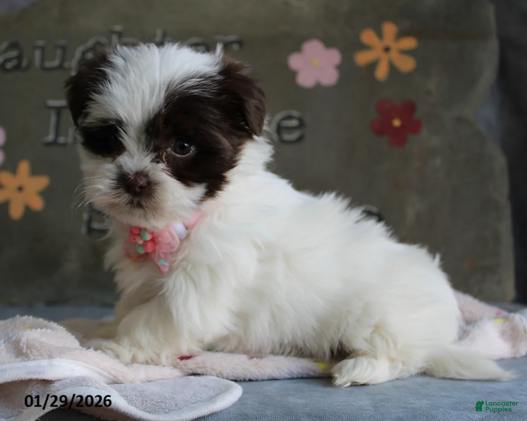 Malshi dogs for sale: Lily - Ad 2