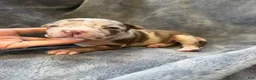 American Bully dogs for sale: Raven - Ad 8