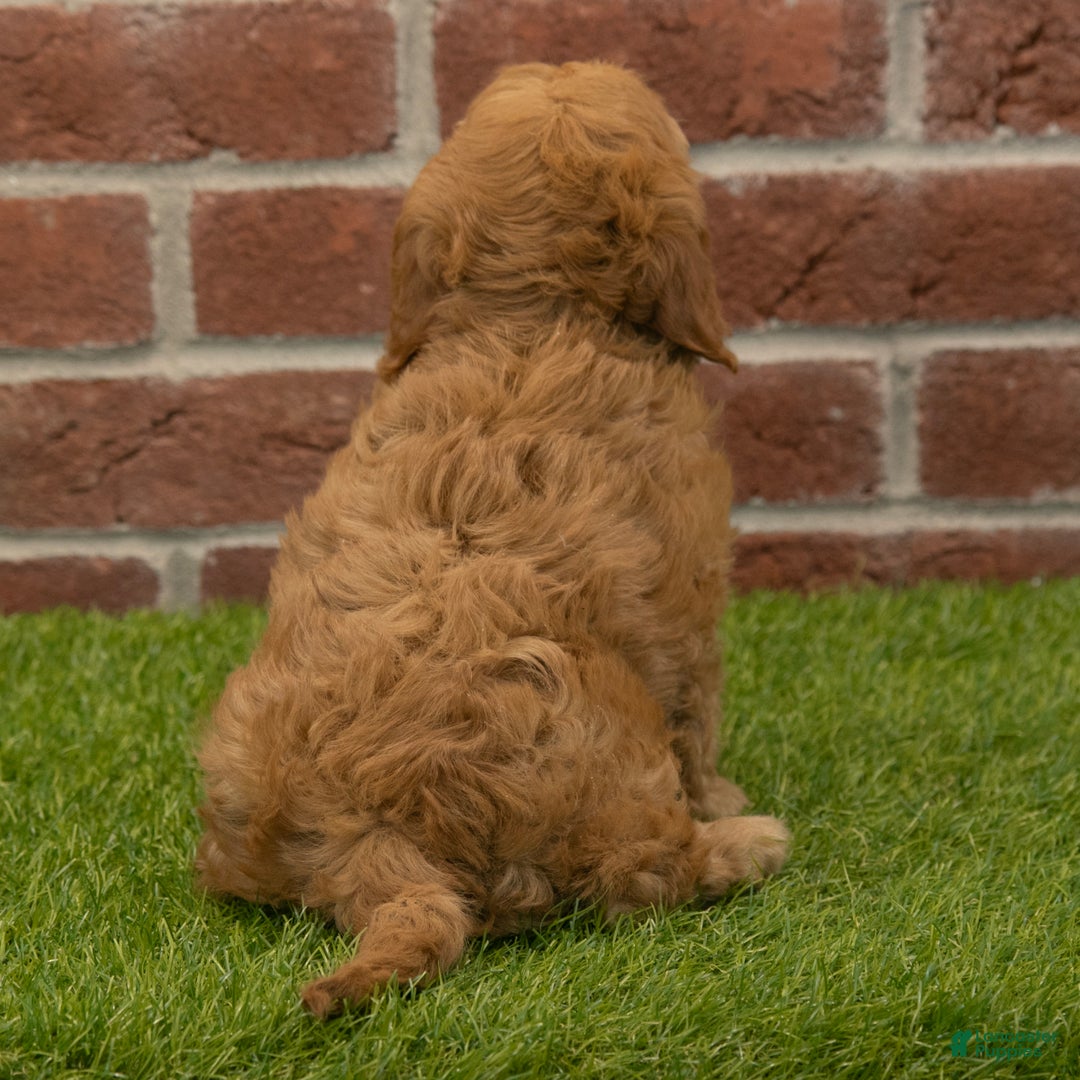 Cavapoo dogs for sale: Macy - Ad 4