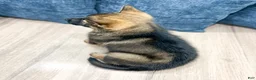 German Shepherd dogs for sale: Becky - Ad 4