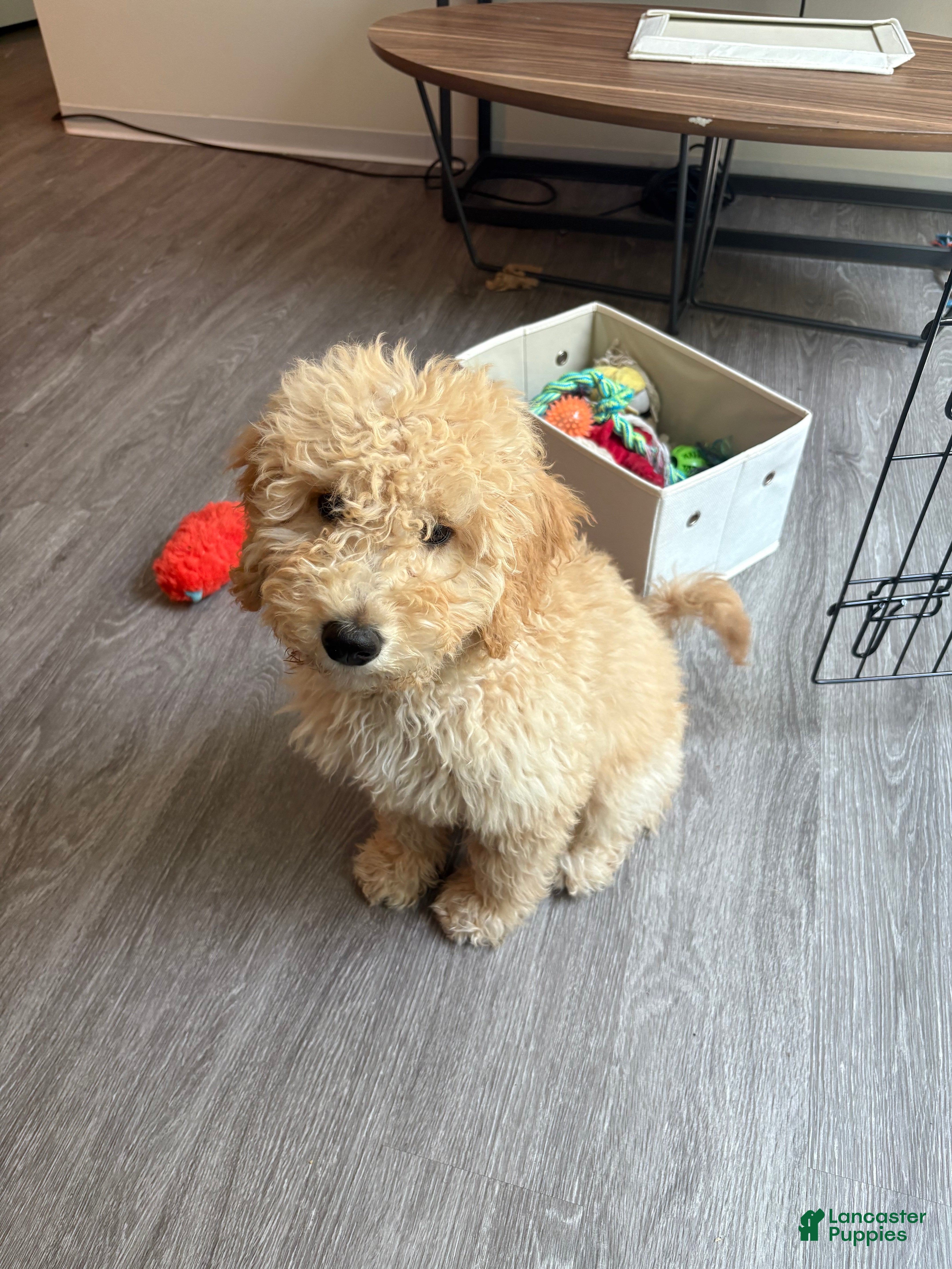 Goldendoodle dogs Simba  - Ad 13