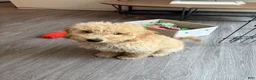 Goldendoodle dogs for sale: Simba  - Ad 1