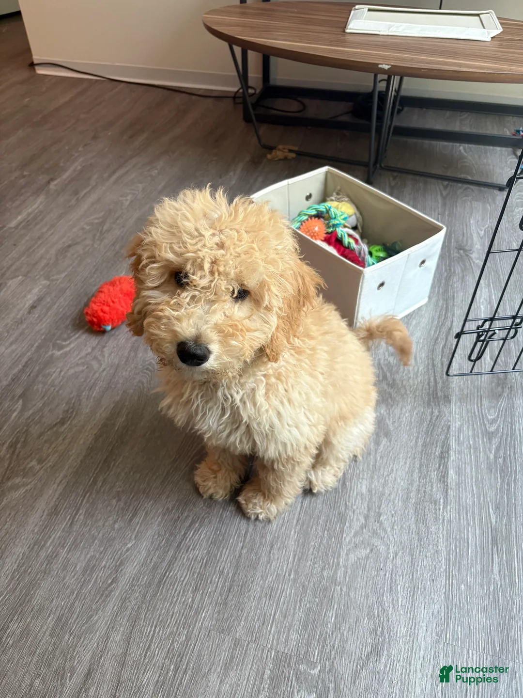 Goldendoodle dogs for sale: Simba  - Ad 1