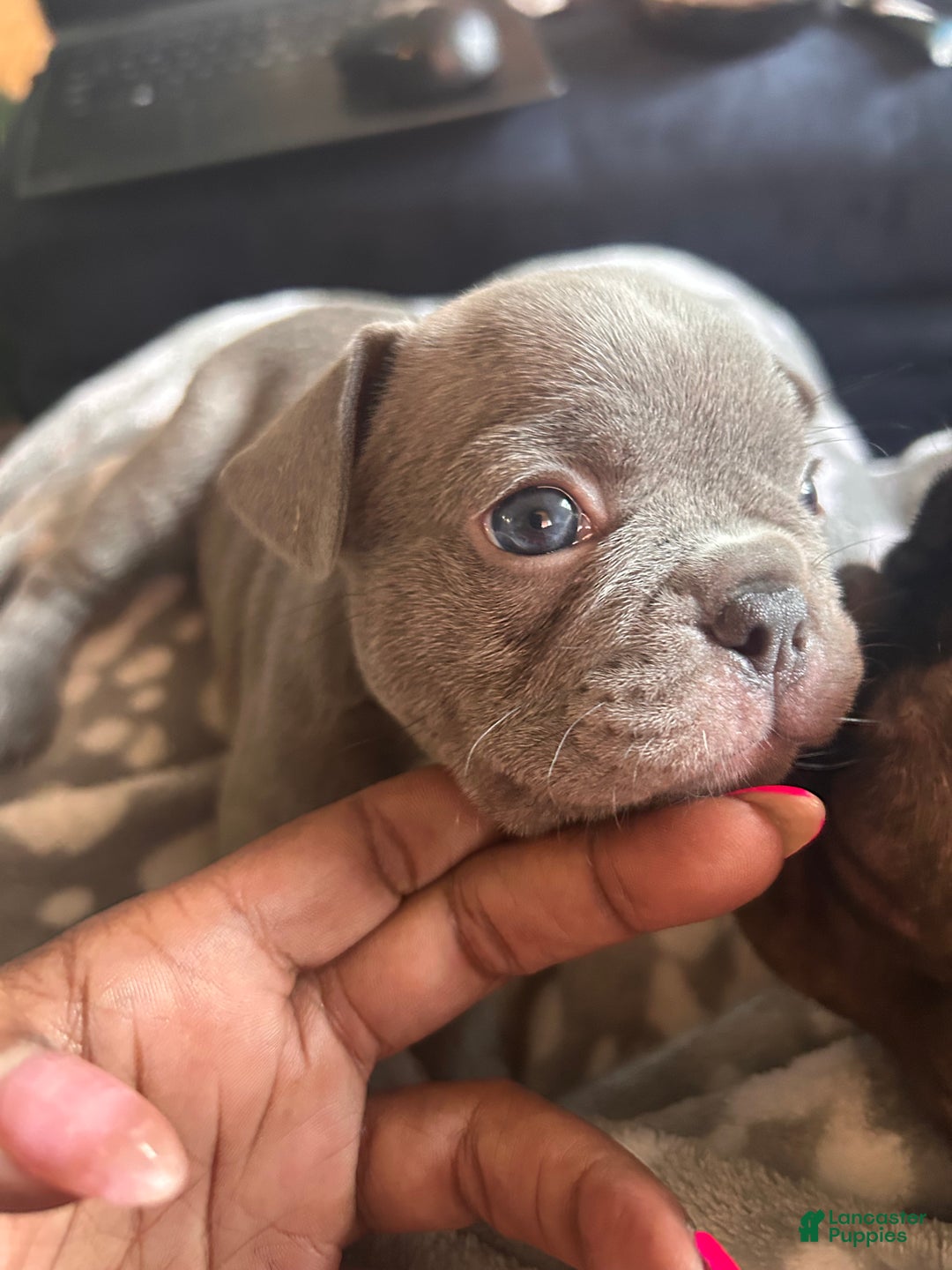 Bulldog Blue Frenchie Washington Blue Eyes Miniature Blue French