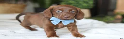 Miniature Dachshund dogs for sale: Adouille - Ad 4