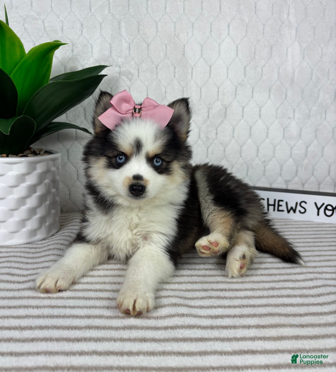 Pomsky dogs for sale: Penelope - Ad 4