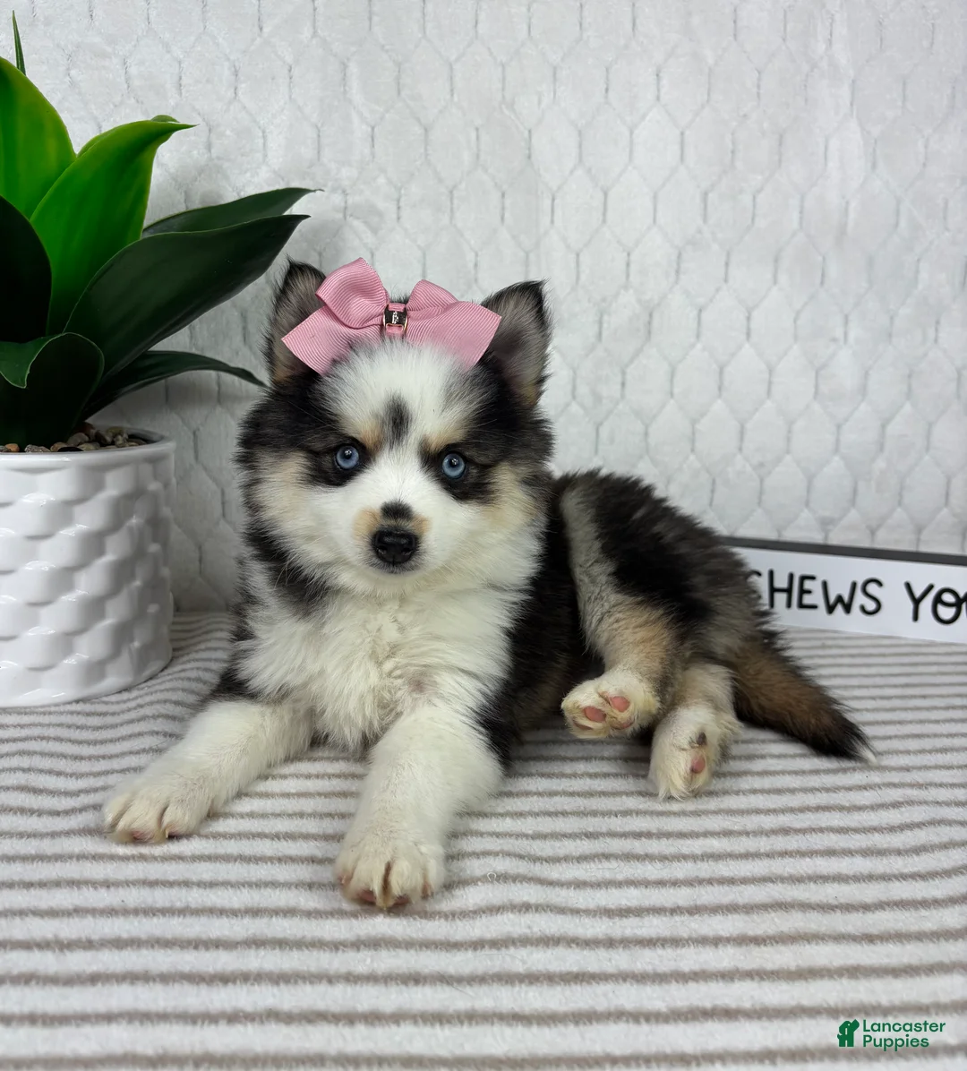 Pomsky dogs for sale: Penelope - Ad 4