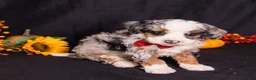 Mini Bernedoodle dogs for sale: Rodger - Ad 5