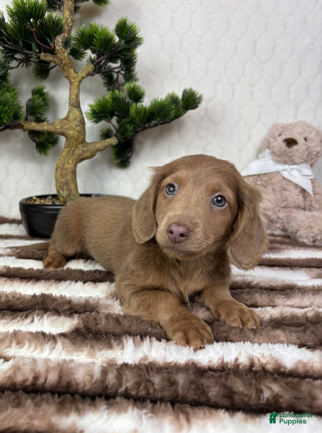 Miniature Dachshund dogs for sale: Dakota  - Ad 5