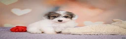 Maltipoo dogs for sale: Dusty - Ad 10