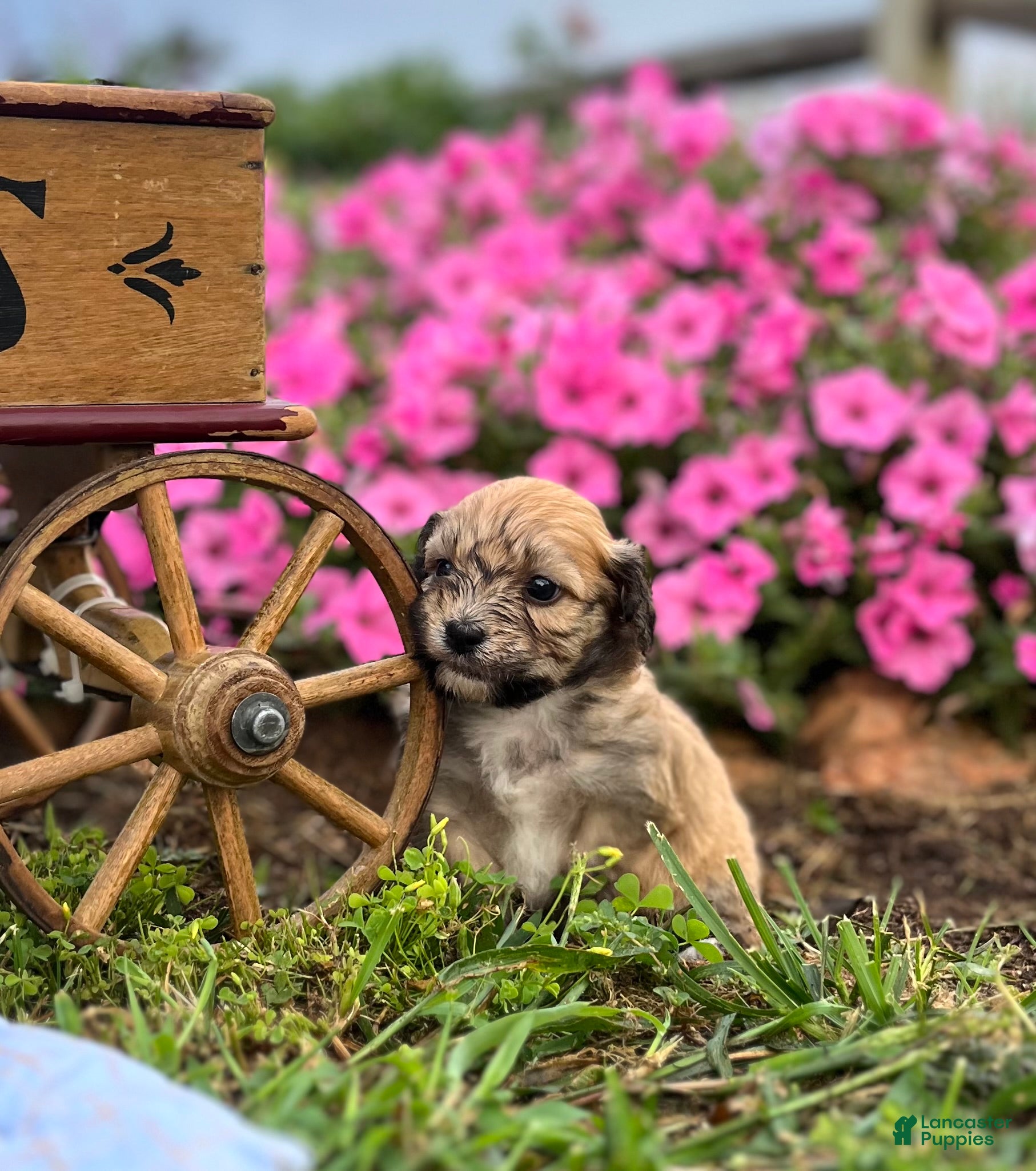 Havanese dogs Duke❤️AKC Registered - Ad 2