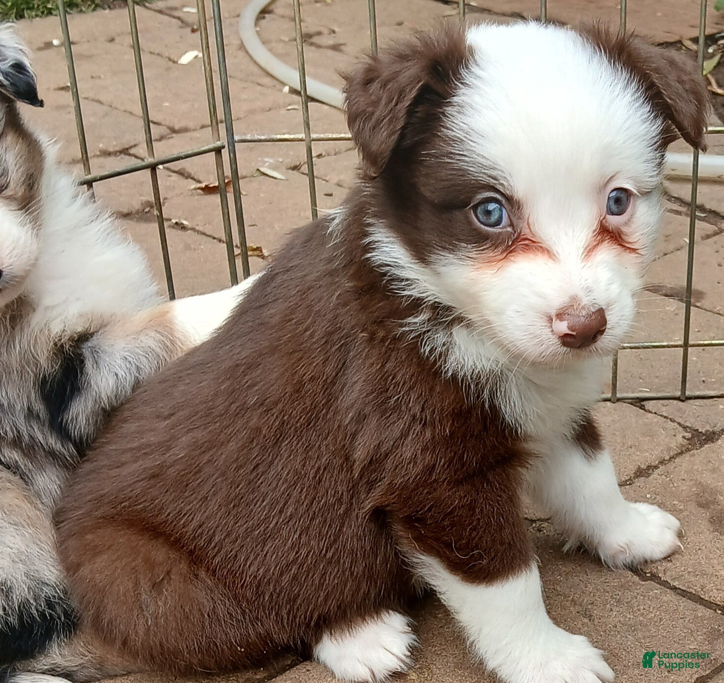 Miniature Australian Shepherd dogs Miniature Australian Shepherd Puppy 5 - Ad 5