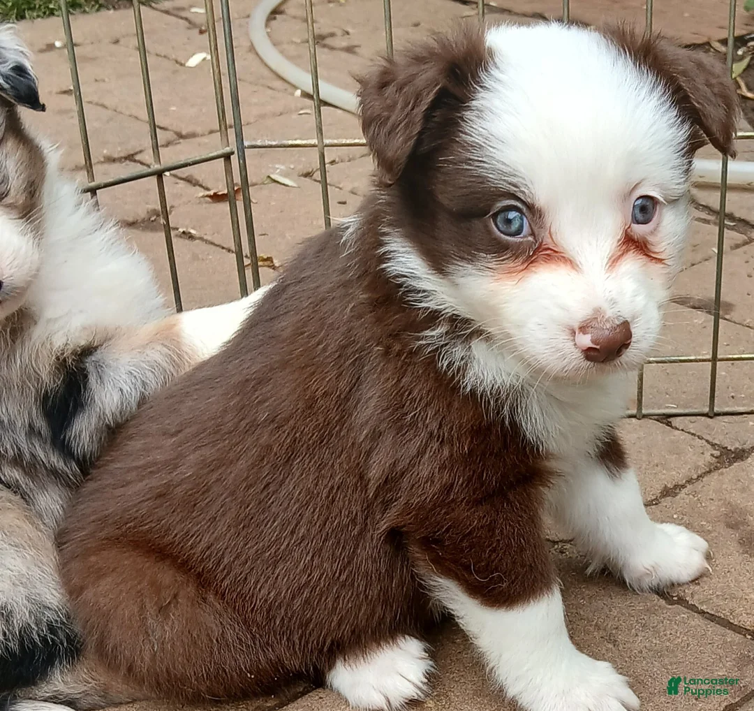 Miniature Australian Shepherd dogs for sale: Miniature Australian Shepherd Puppy 5 - Ad 1