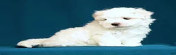 Maltese dogs for sale: Amber - Ad 8