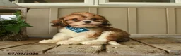 Cavachon dogs for sale: William - Ad 3