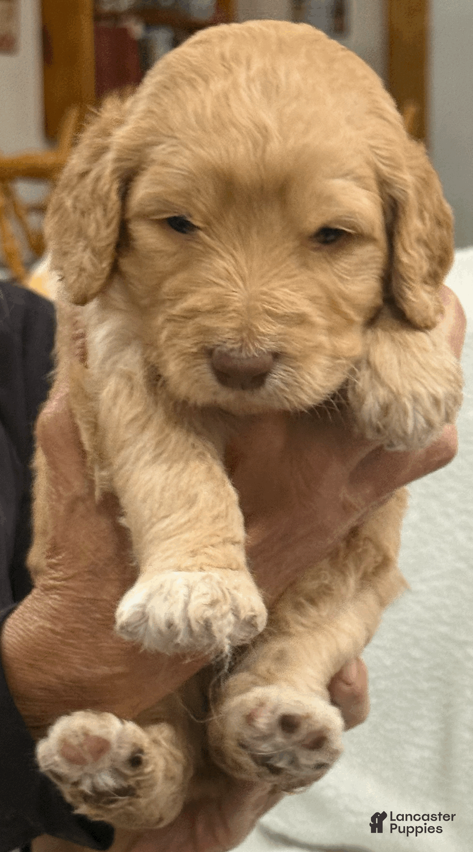 Goldendoodle dogs Orange - Ad 2