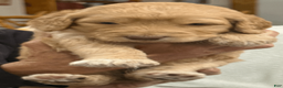 Goldendoodle dogs for sale: Orange - Ad 2