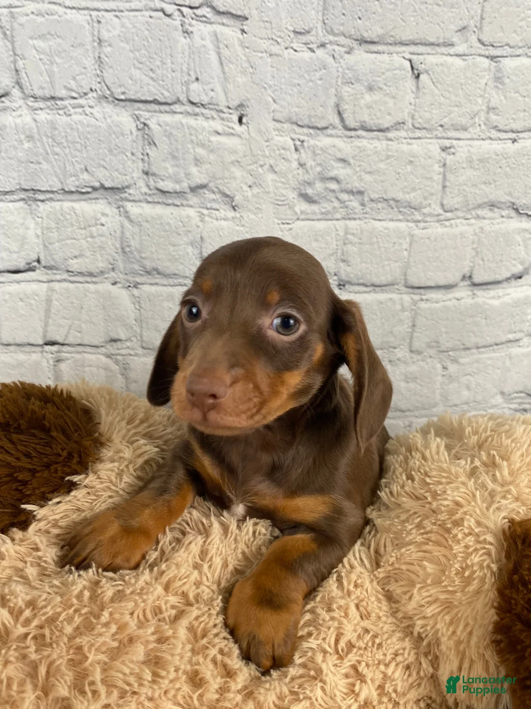 Miniature Dachshund dogs for sale: Wendy - Ad 17