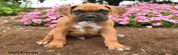 Boxer dogs for sale: Titan - Ad 3