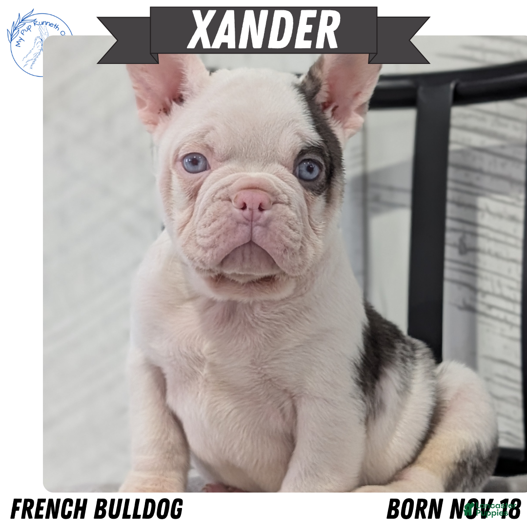 French Bulldog dogs Xander - Ad 2