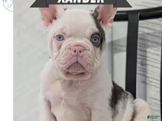French Bulldog dogs Xander - Ad 2