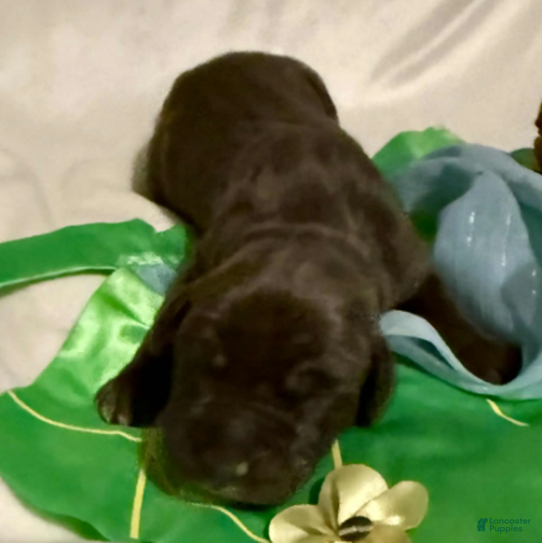 Great Dane dogs for sale: Nala - Ad 1