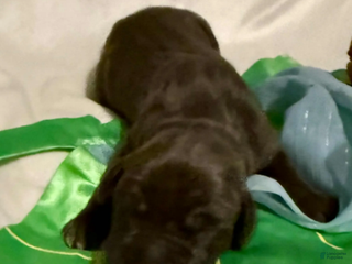 Great Dane dogs Nala - Ad 13