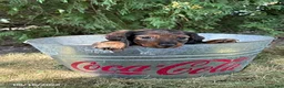 Miniature Dachshund dogs for sale: Demi - Ad 3