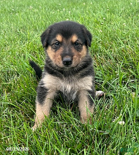 Mixed Breed dogs Maverick - Ad 1