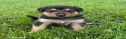 Mixed Breed dogs for sale: Maverick - Ad 1