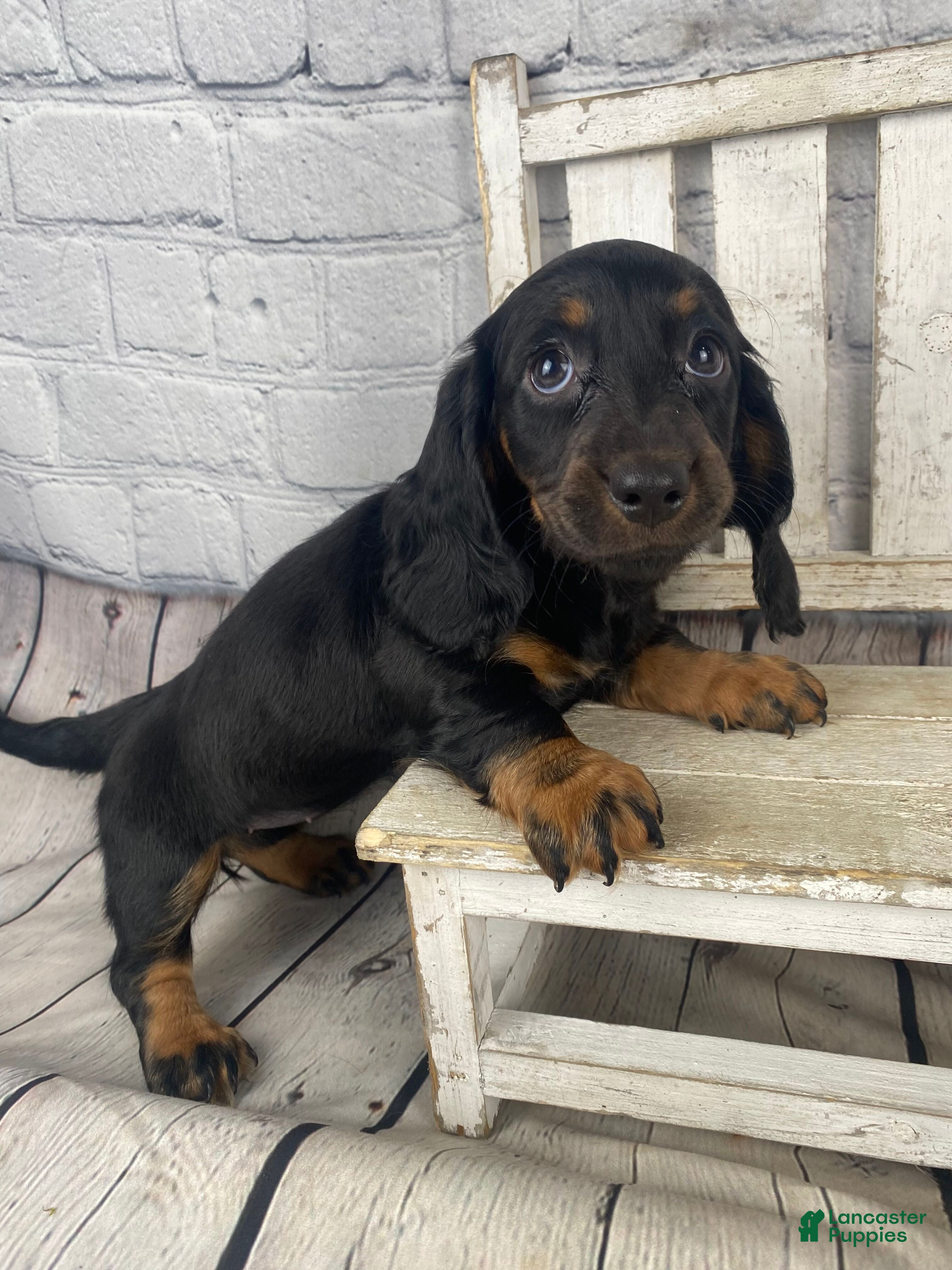 Miniature Dachshund dogs Coco - Ad 1