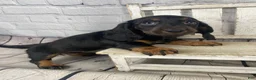 Miniature Dachshund dogs for sale: Coco - Ad 1