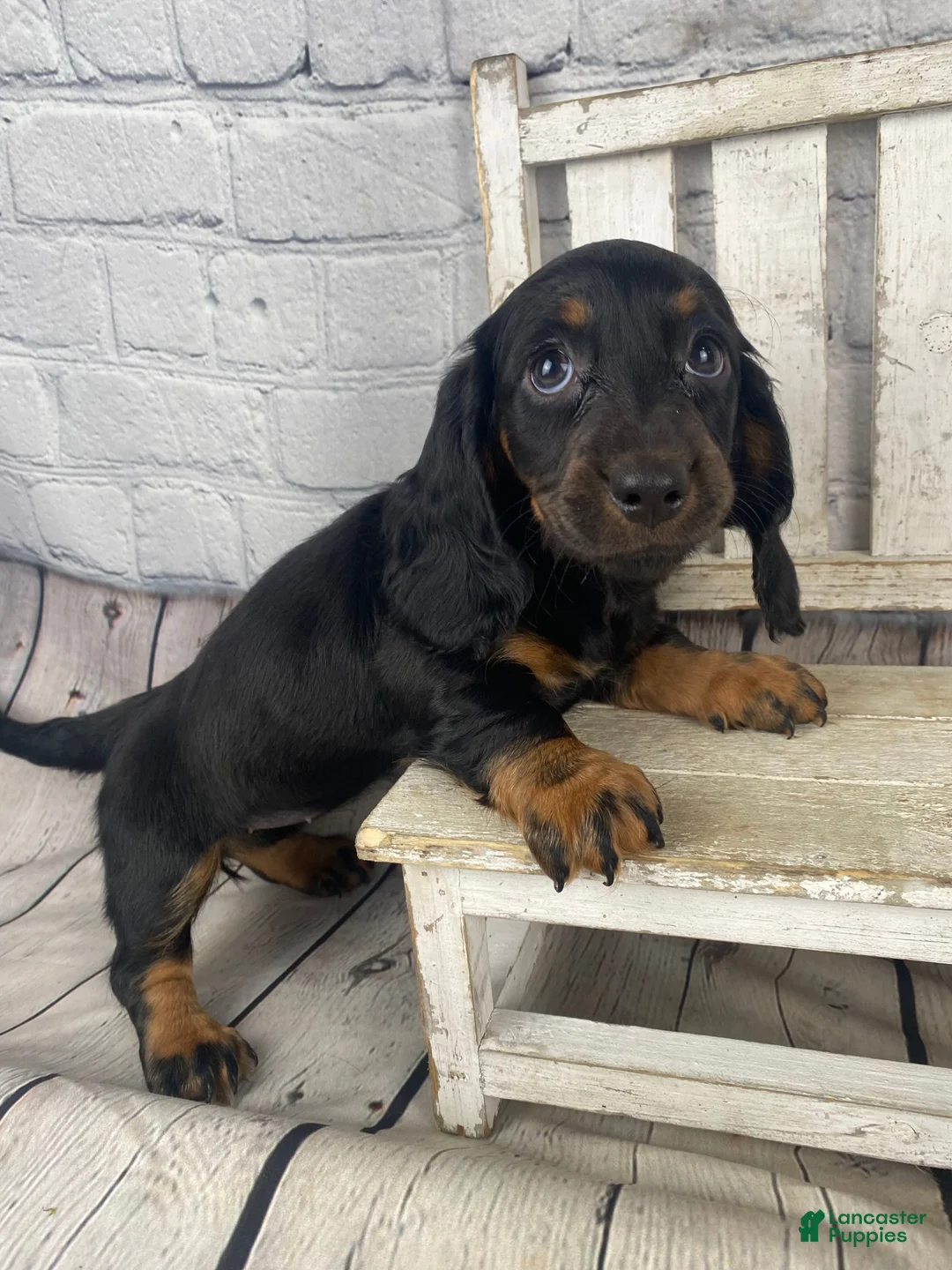 Miniature Dachshund dogs for sale: Coco - Ad 1