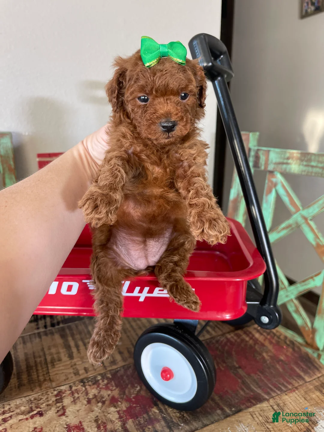 Toy Poodle dogs for sale: Akc Bred Color Red Green Bow - Ad 18