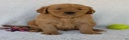 Golden Retriever dogs for sale: Brady - Ad 24