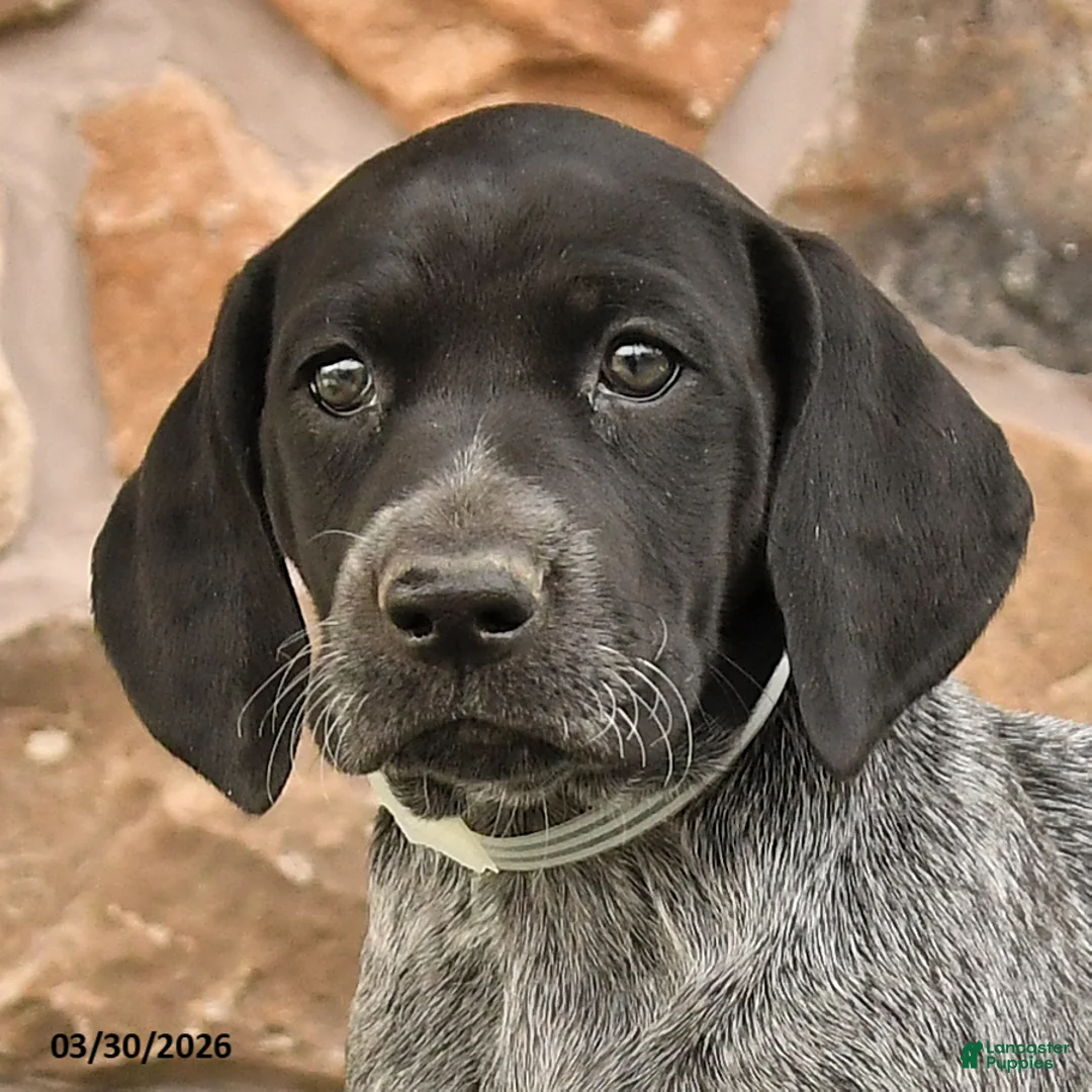 German Shorthaired Pointer dogs for sale: Dotty - Ad 2