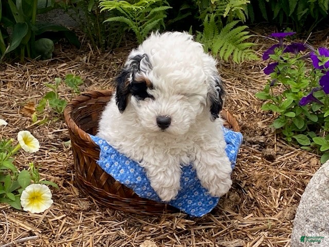 Cavapoo dogs Fritz - Ad 1