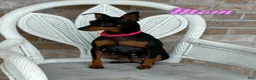 Miniature Pinscher dogs for sale: Tilly - Ad 6