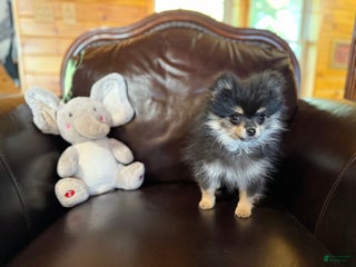 Pomeranian dogs - Ad 17