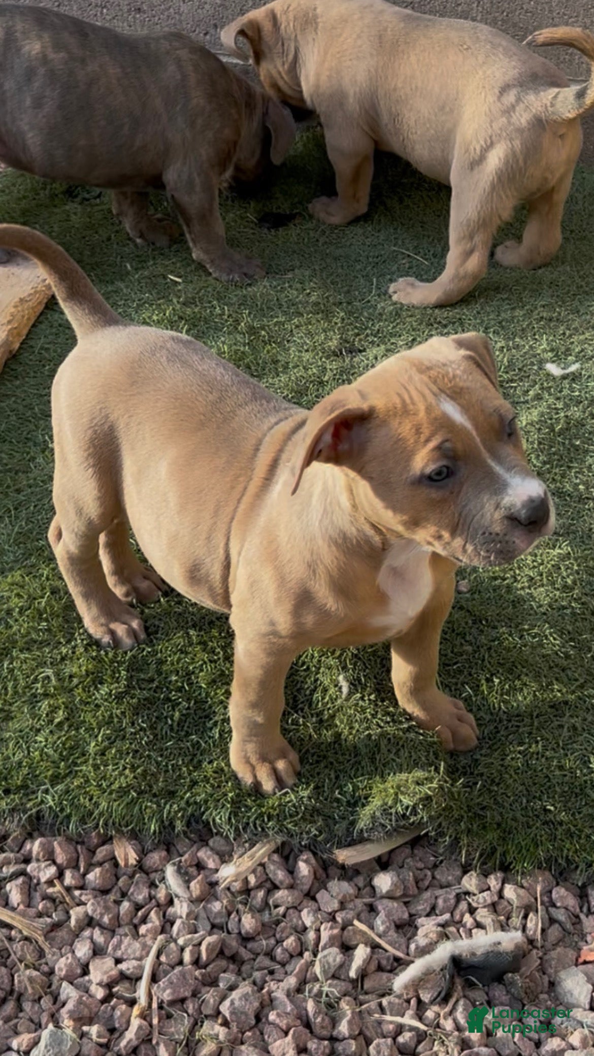 American Bully dogs American Bully Puppy 3 - Ad 1
