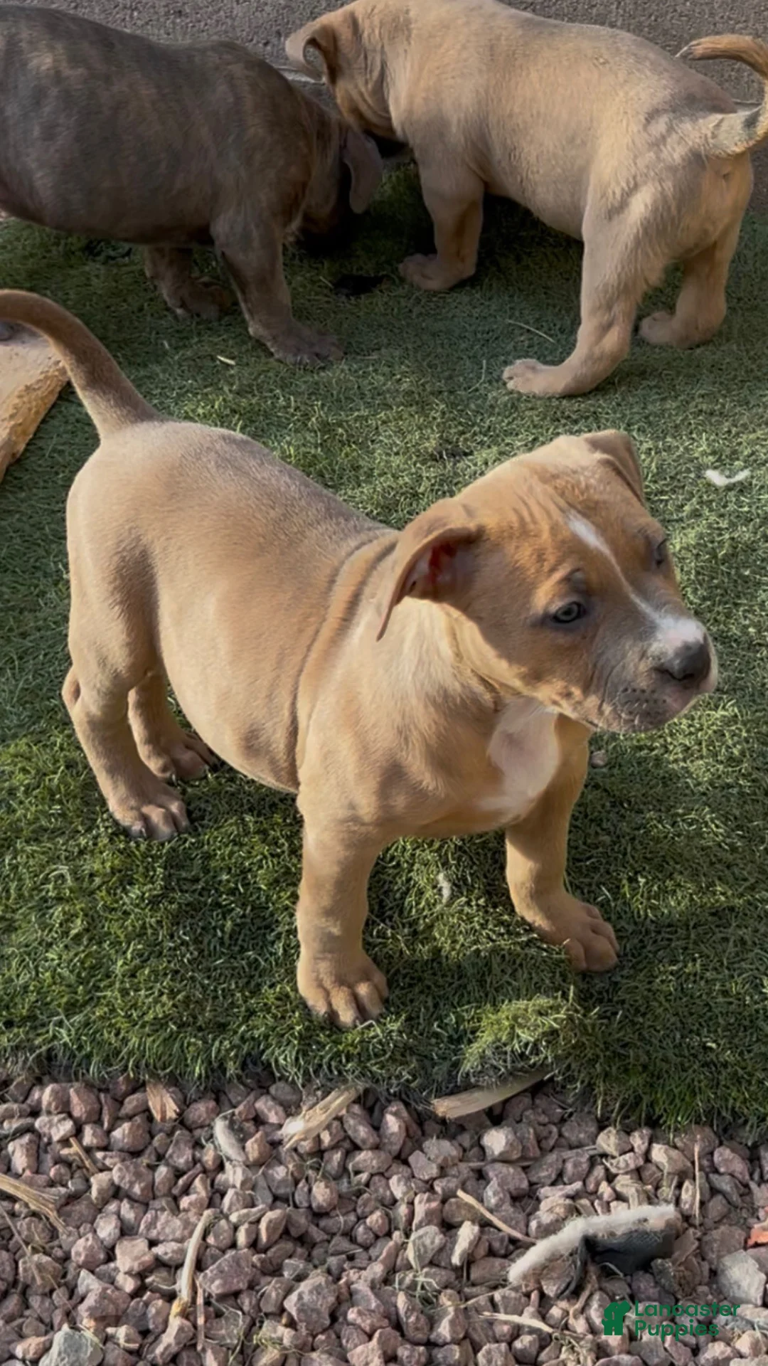 American Bully dogs for sale: American Bully Puppy 3 - Ad 1