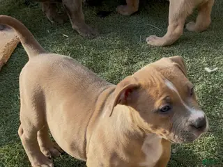 American Bully dogs American Bully Puppy 3 - Ad 1