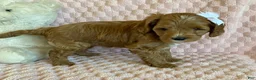 Cavapoo dogs for sale: Taffy - Ad 3