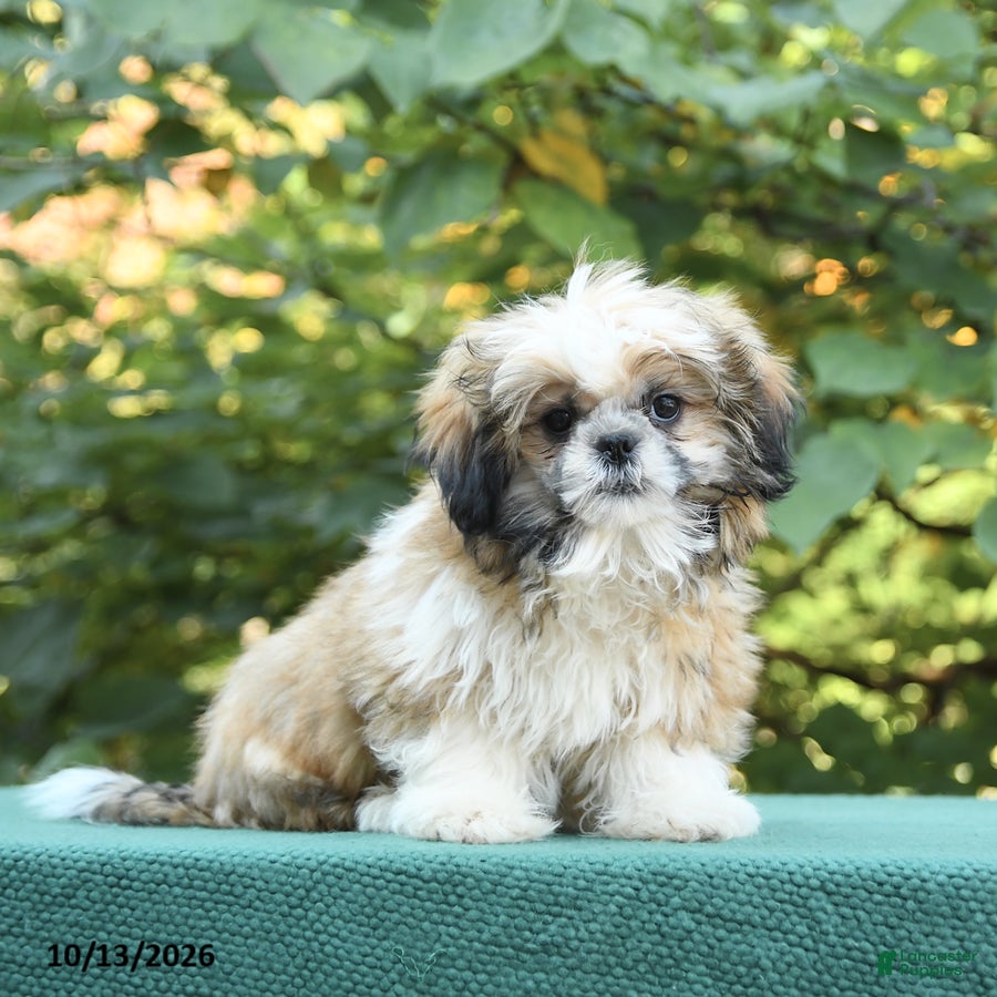 Shih Tzu dogs Benji - Ad 1