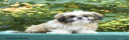 Shih Tzu dogs for sale: Benji - Ad 1