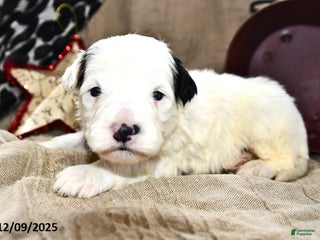 Portuguese Water Dog dogs Dream - Ad 35